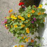 FLORA PRESS