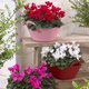 FLORA PRESS